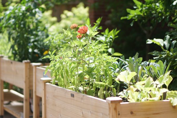 Flowers in the community planters at The Lumberyard.